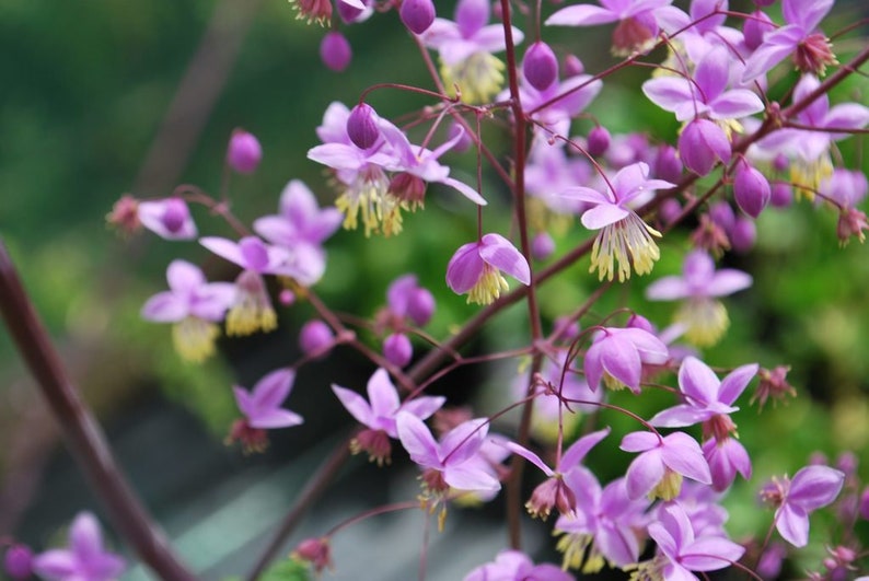 Thalictrum delavayi Meadow Rue 15 Flower Seeds image 1