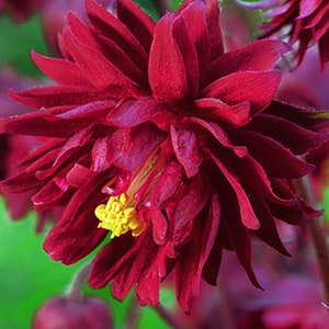 Columbine Bordeaux Barlow (Aquilegia vulgaris) 15 Flower Seeds