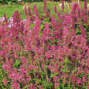 Agastache cana Heather Queen Hummingbird Mint 25 Flower Seeds image 1