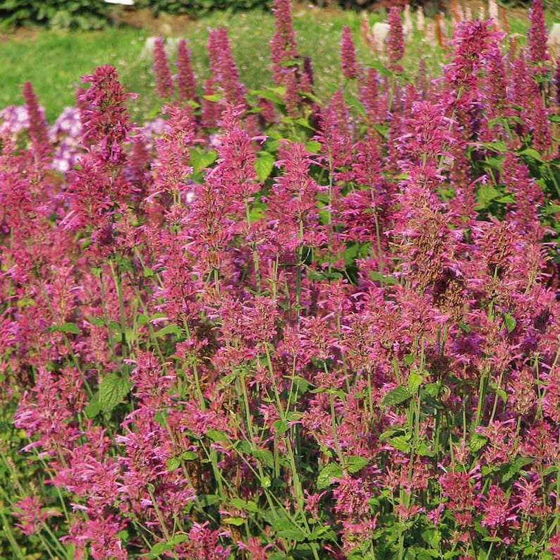 Agastache cana Heather Queen Hummingbird Mint 25 Flower Seeds image 1