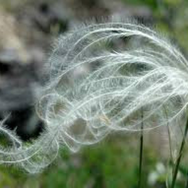 Stipa ichu (Peruvian Feather Grass)  15 Ornamental Grass Seeds