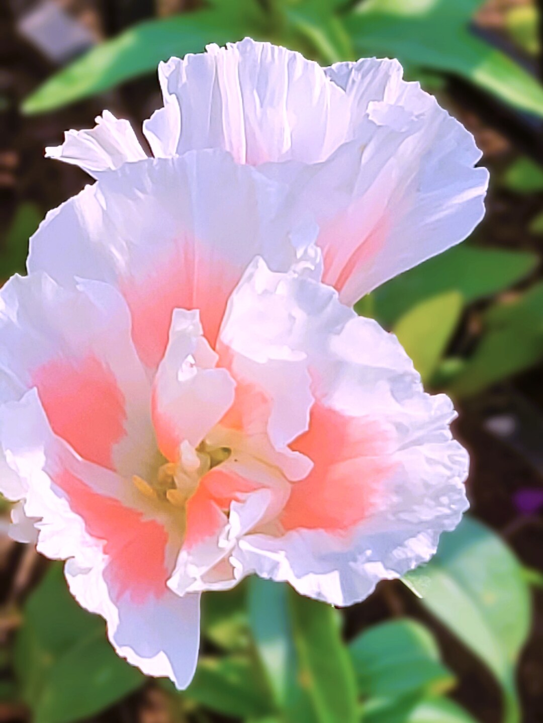 Godetia Grace Shell Pink clarkia Amoena 20 Flower Seeds Etsy