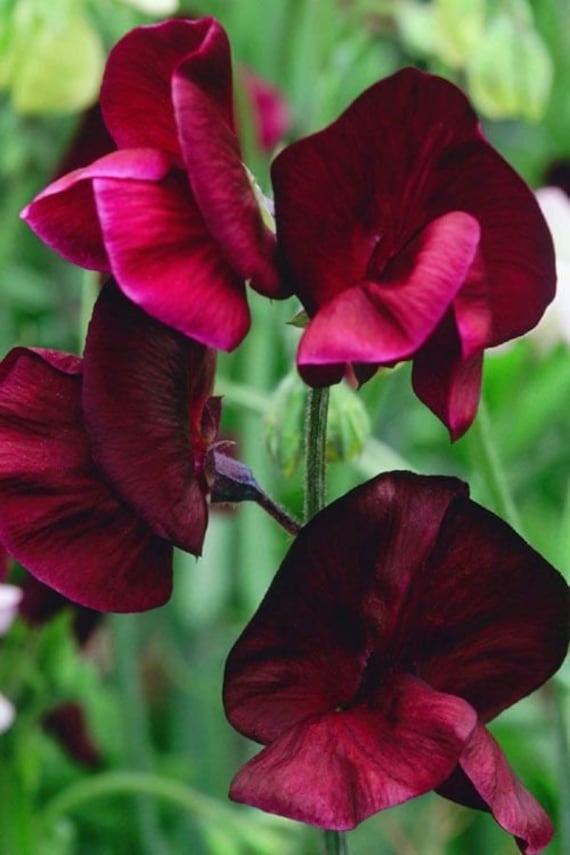 Sweet Pea Royal Maroon (Lathyrus odoratus) 15 Flower Seeds