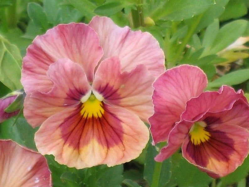 CrystalMoonBotanical Pansy Imperial - Thumbnail 3