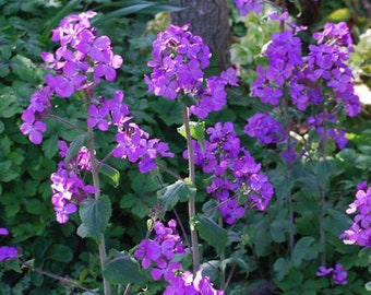 Lunaria Silver Dollar Violet (Money Plant SEEDS/Lunaria biennis) 50 Flower Seeds