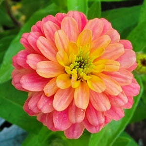 Zinnia Profusion Double Deep Salmon (Zinnia elegans) 20 Flower Seeds