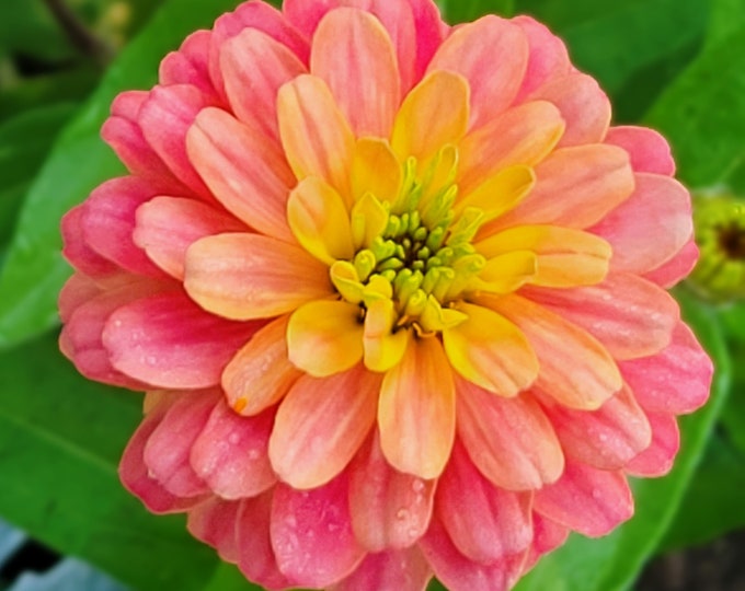 Zinnia Profusion Double Deep Salmon zinnia Elegans 20 Flower Seeds Etsy