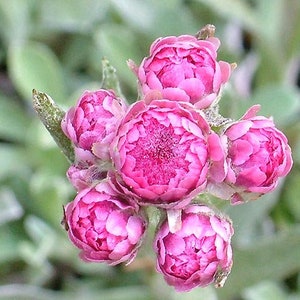 Pussytoes Red  (Antennaria dioica rubra) 35 Flower Seeds
