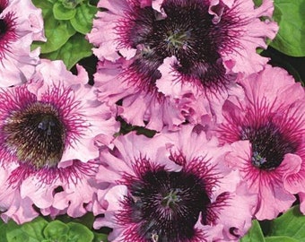 Petunia superbissima Giant Rose (20 Flower Seeds)