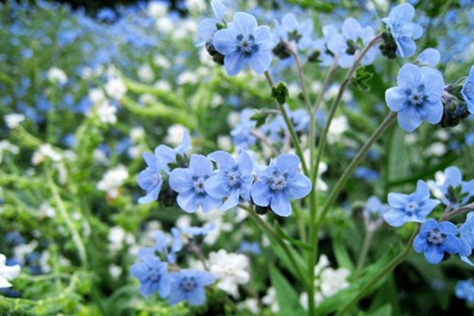 Cynoglossum Blue cynoglossum Amabile 40 Etsy