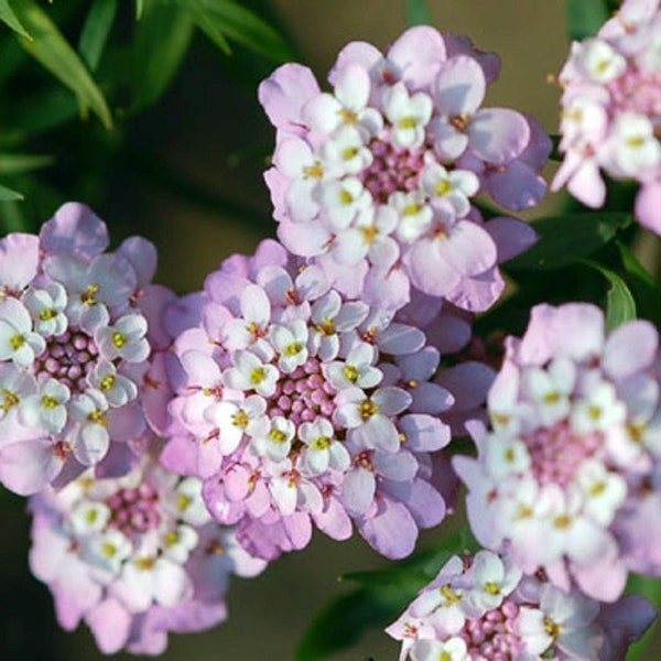 Candytuft (Iberis gibraltarica, Gibraltar Candytuft) 20 Flower Seeds