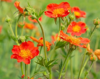 Geum coccineum Koi (15 Flower Seeds)