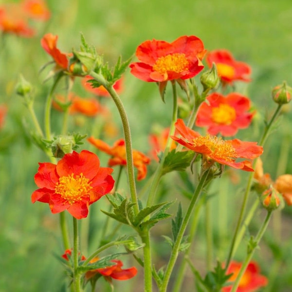 Geum coccineum Koi (15 Flower Seeds)