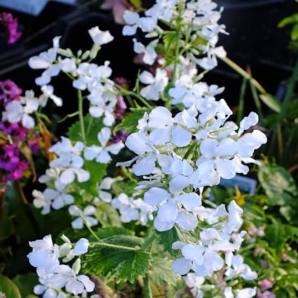 Lunaria Sissinghurst White (Silver Dollar, Honesty) 20 Flower Seeds