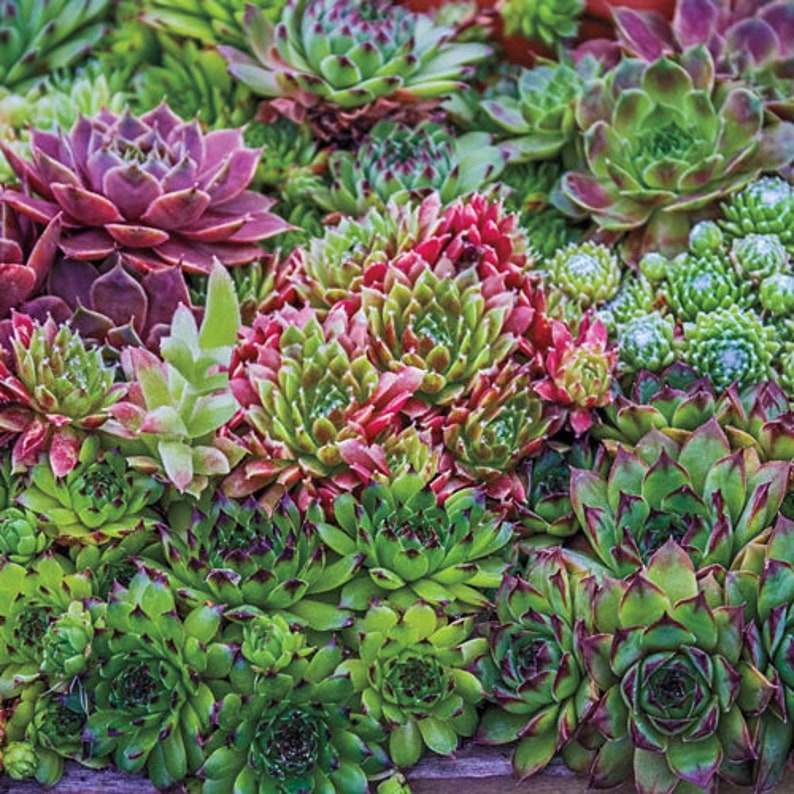 CrystalMoonBotanical Sempervivum Hippie Chicks - Thumbnail 2