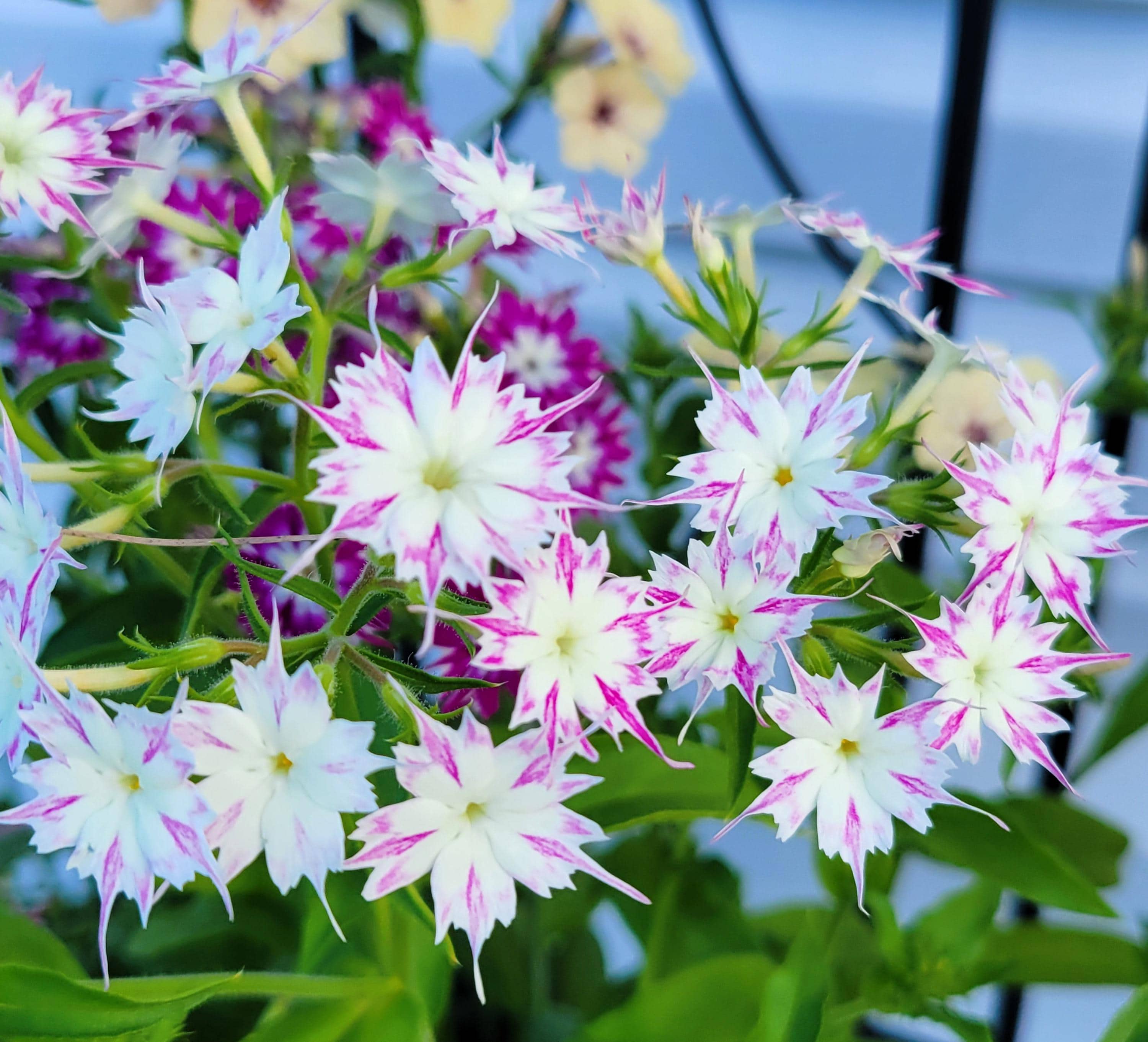 Phlox Twinkles Dwarf Mix (30 Flower Seeds) - Etsy