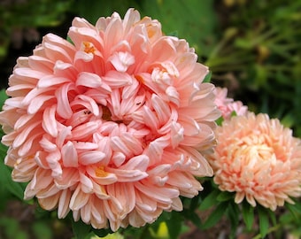 Aster King Size Albaricoque (Aster callistephus) 30 Semillas de Flores