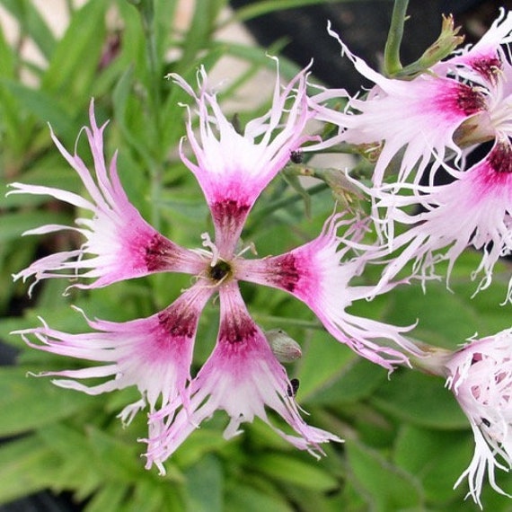 Dianthus Rainbow Loveliness (25 Flower Seeds) - Etsy