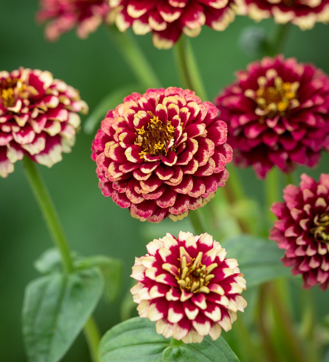 Zinnia Aztec Burgundy Bicolor (25 Flower Seeds) - Etsy
