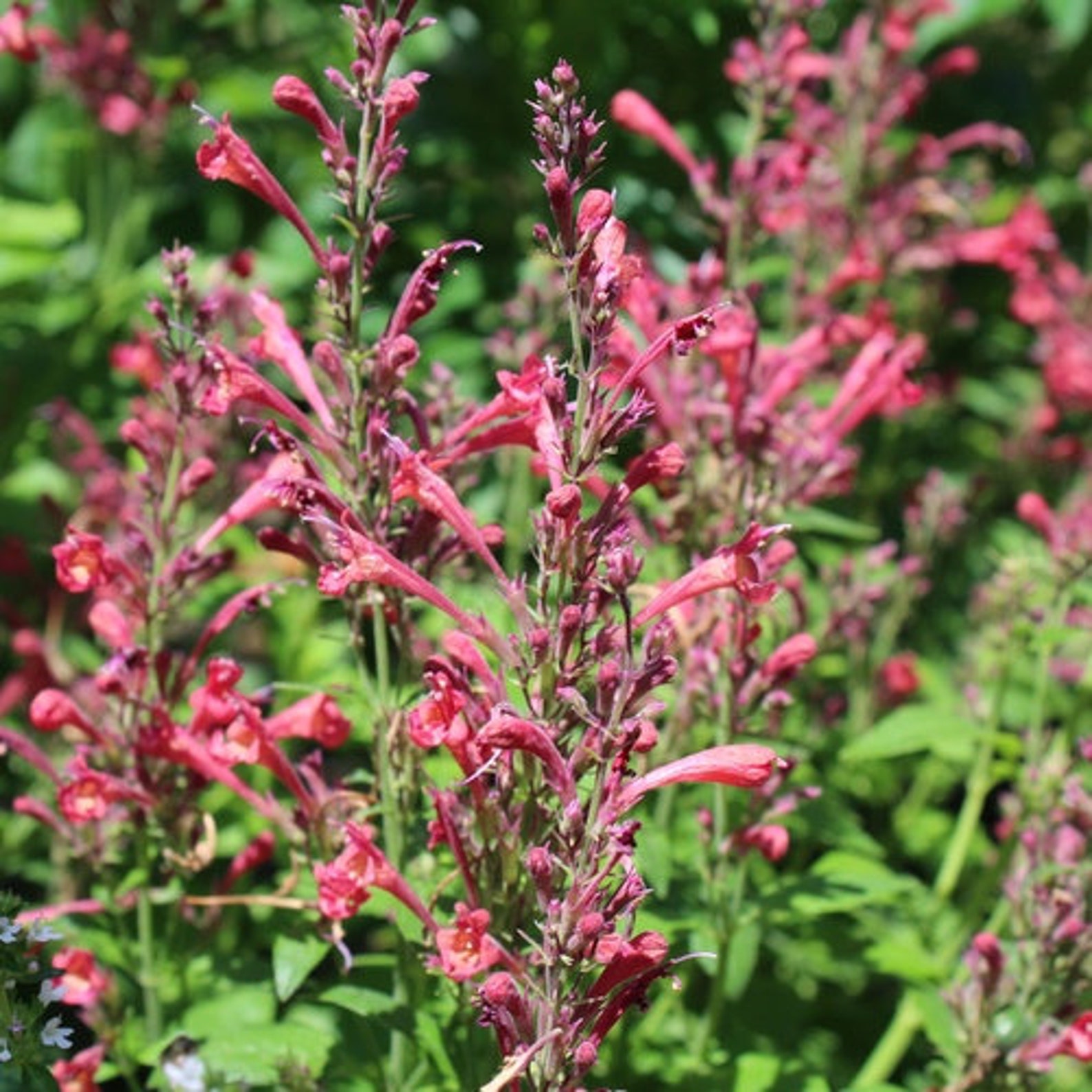Agastache Raspberry Daiquiri Party Mixers (hyssop) 10 Flower Seeds - Etsy
