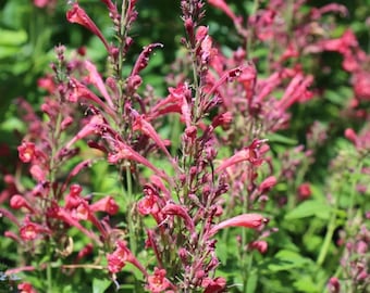 Daiquiri de frambuesa Agastache para fiestas (hisopo) 10 semillas de flores