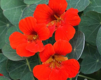 Nasturtium Spitfire(Tropaeolum lobbianum) 10 Flower Seeds