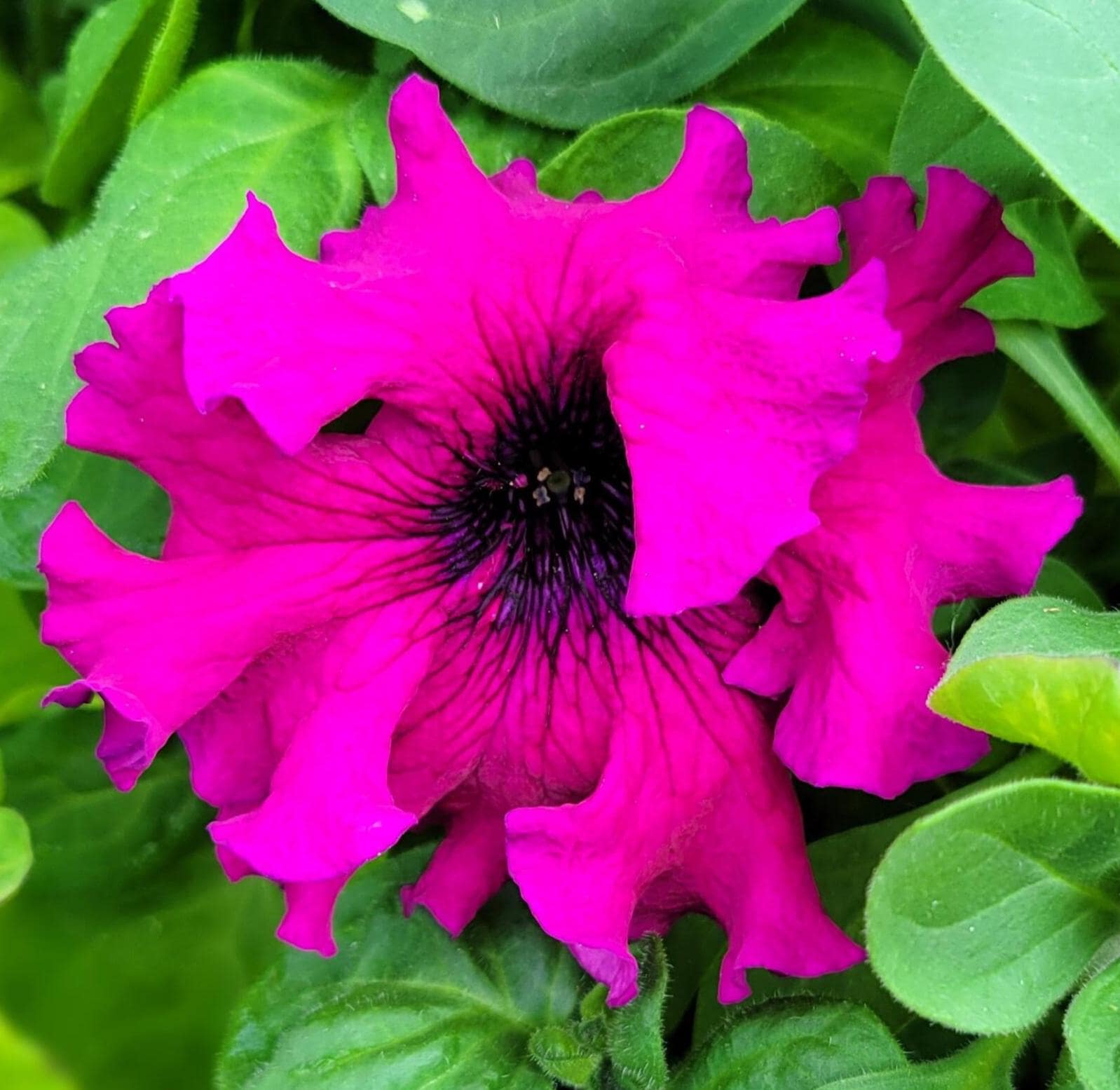 Petunia Superbissima Cosmic Cherry (25 Flower Seeds) - Etsy