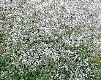 Pode incluir: Um grande pedaço de flores brancas de gipsofila em flor. As flores estão densamente agrupadas, criando um efeito de nuvem. As flores estão crescendo em um campo ou jardim.