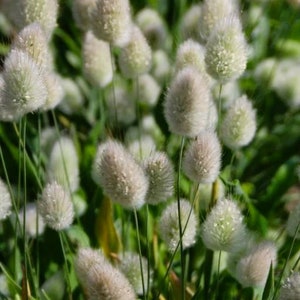 Bunny Tails Grass Lagurus ovatus 30 Flower Seeds image 4