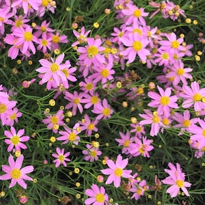 Coreopsis rosea American Dream (30 Flower Seeds)