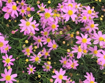 Coreopsis rosea American Dream (30 Flower Seeds)