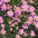 see more listings in the Perennial Flower Seeds section