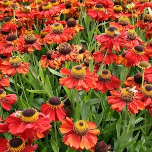 May include: A field of vibrant orange and yellow flowers with dark brown centers. The flowers have many petals and are in full bloom. The flowers are surrounded by green leaves.