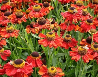 Sneezeweed Aster 50-100 Seeds Native American Plant - Helenium ...