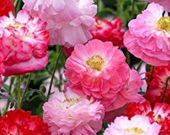 May include: A cluster of vibrant poppy flowers featuring ruffled petals in shades of light pink, deep rose, and bright red. Each bloom displays a central yellow stamen surrounded by layers of delicate, thin, and wavy floral petals.