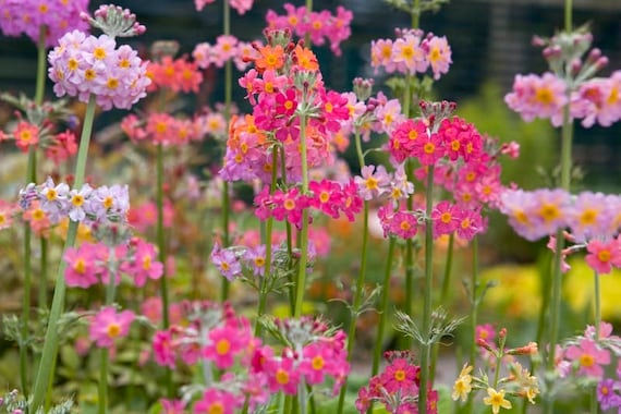Primula Candelabra Hyb Oriental Sunrise (30 Seeds) **QTY