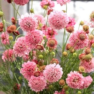 Scabiosa Salmon Queen (Scabiosa atropurpurea) 15 Flower Seeds