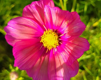 Cosmos Xsenia (Cosmos bipinnatus) 20 Flower Seeds