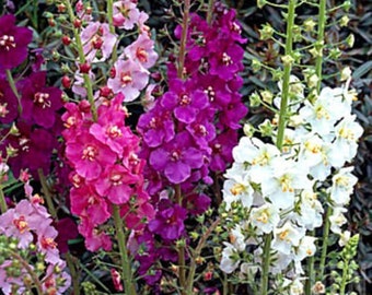 Verbascum phoeniceum Shades of Summer (75 Flower Seeds)