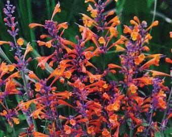Könnte beinhalten: Nahaufnahme von leuchtend orangefarbenen und lila Blumen mit grünen Blättern. Die Blüten haben eine einzigartige, stachelige Form und sind dicht beieinander. Das Bild ist gut beleuchtet und zeigt die leuchtenden Farben der Blüten.