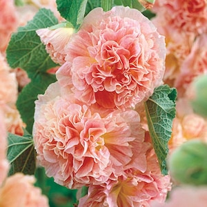 Peaches N' Dreams Double Hollyhock Seeds, Alcea Rosea AL8320 - Etsy