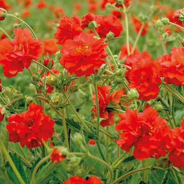 Geum Blazing Sunset (Red Dragon) 10 Flower Seeds