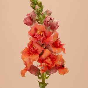 Snapdragon Madame Butterfly Bronze (Antirrhinum) 50 Flower Seeds
