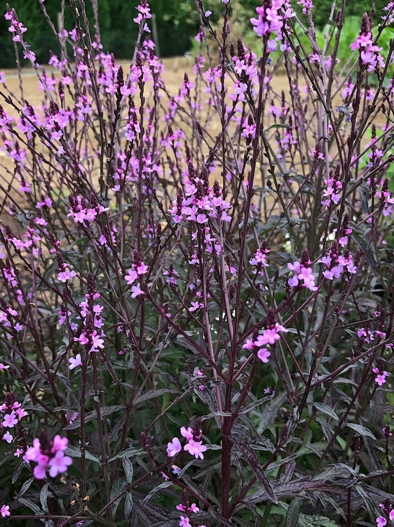Verbena officinalis var. grandiflora Bampton Purple-Leaved Vervain 30 Flower Seeds image 1