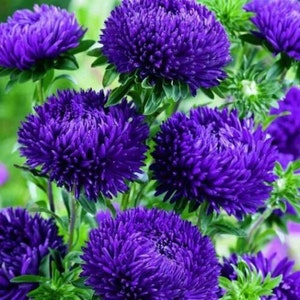 Aster Paeony Duchess Dark Blue (Aster Callistephus) 30 Flower Seeds