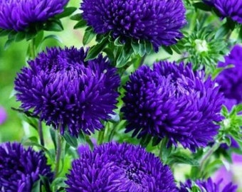 Aster Peony Duchess Azul Oscuro (30 Semillas)