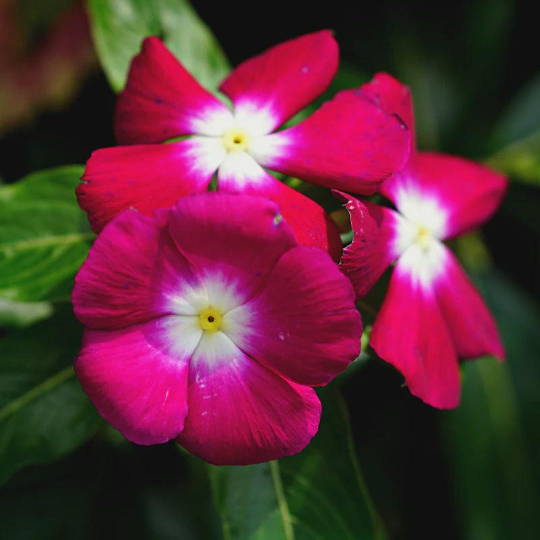 Vinca Heat Wave Raspberry Vinca Heatwave Cherry (periwinkle) 10 Flower Seeds - Etsy