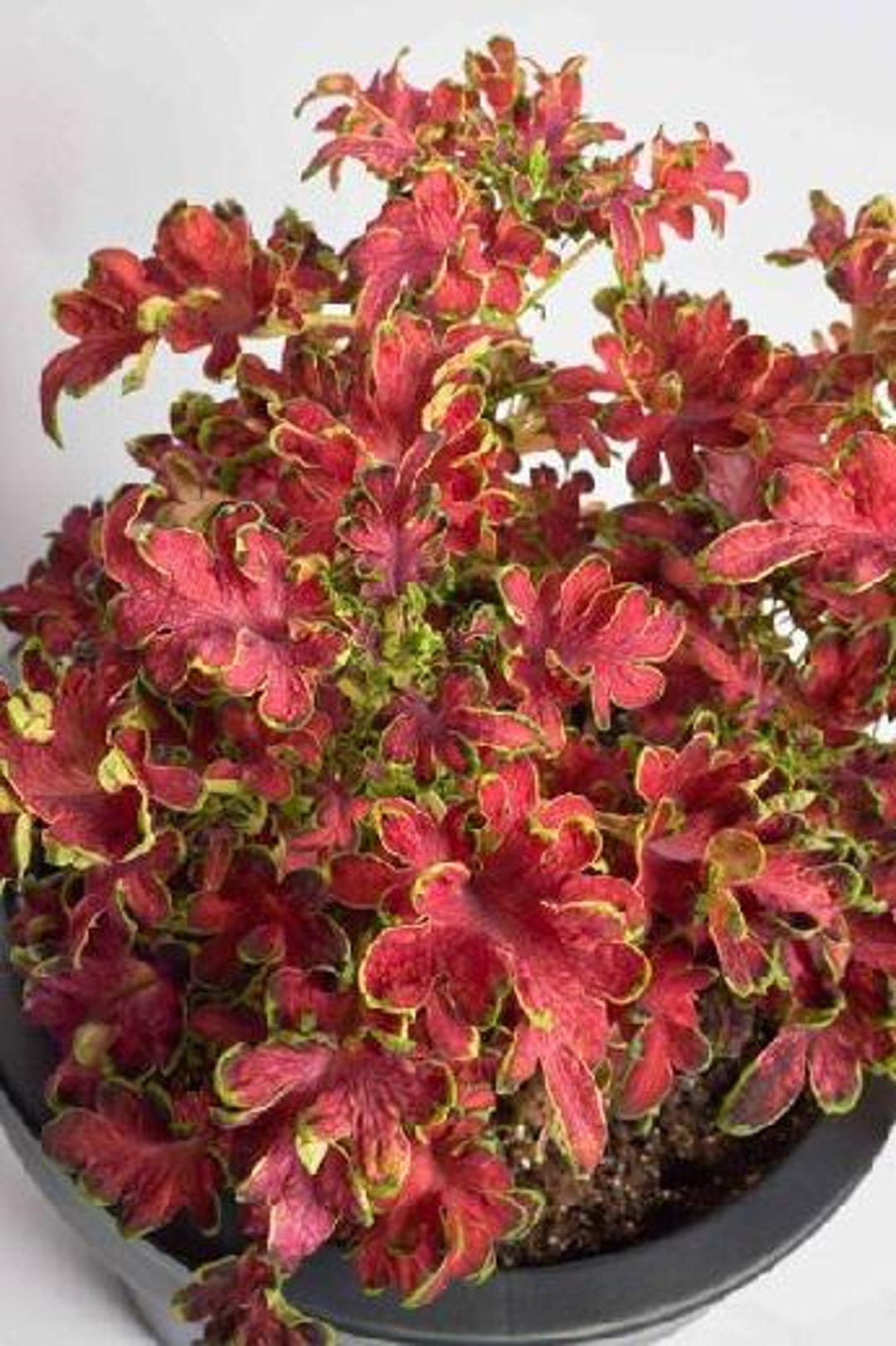 Colocha Coleus Colocha Rose (10 Flower Seeds) - Etsy