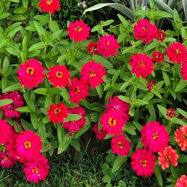 Zinnia Profusion Double Hot Cherry (Zinnia elegans)  20 Flower Seeds