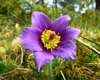 Pulsatilla montana (Flor de Pascua) 20 semillas de flores